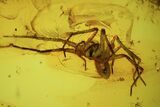 Detailed Fossil Spider (Aranea) In Baltic Amber #102792-1